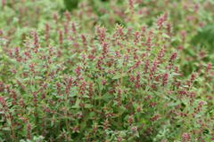 Rotala densiflora